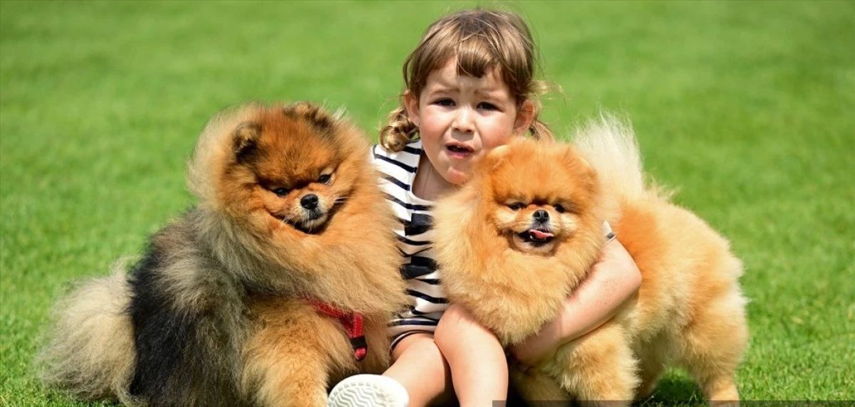 Antalya'da "Uluslararası K&ouml;pek Irk Standartları Yarışması" D&uuml;zenlendi
