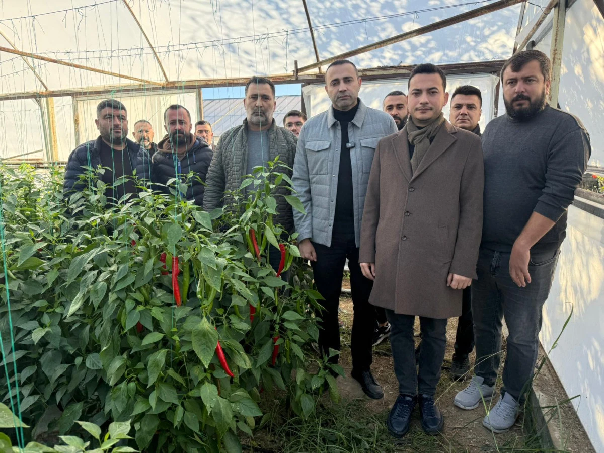 Biber Dalında Çürüdü: Üretici Zararına Çalışıyor