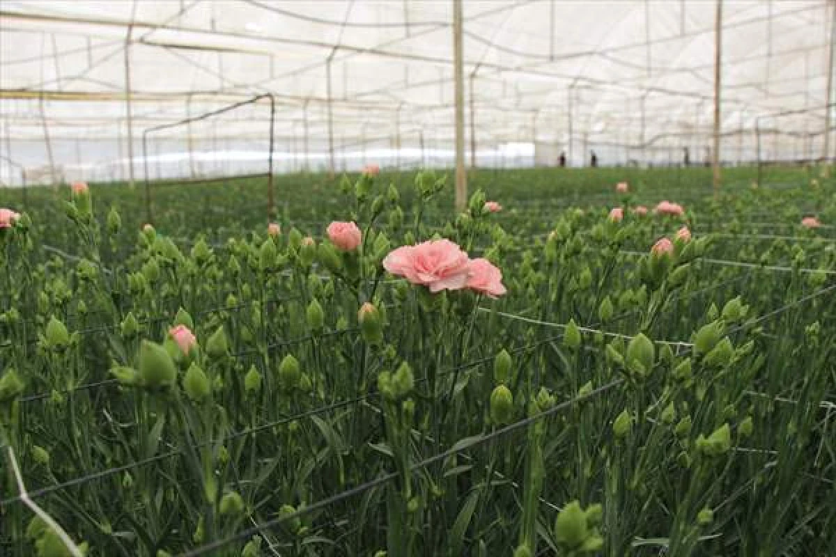 Isparta'da Üretilen Karanfiller Avrupa'ya ihraç Ediliyor