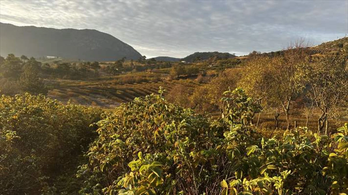 Isparta'nın Gül Bahçeleri Sarı Ve Turuncuya Büründü