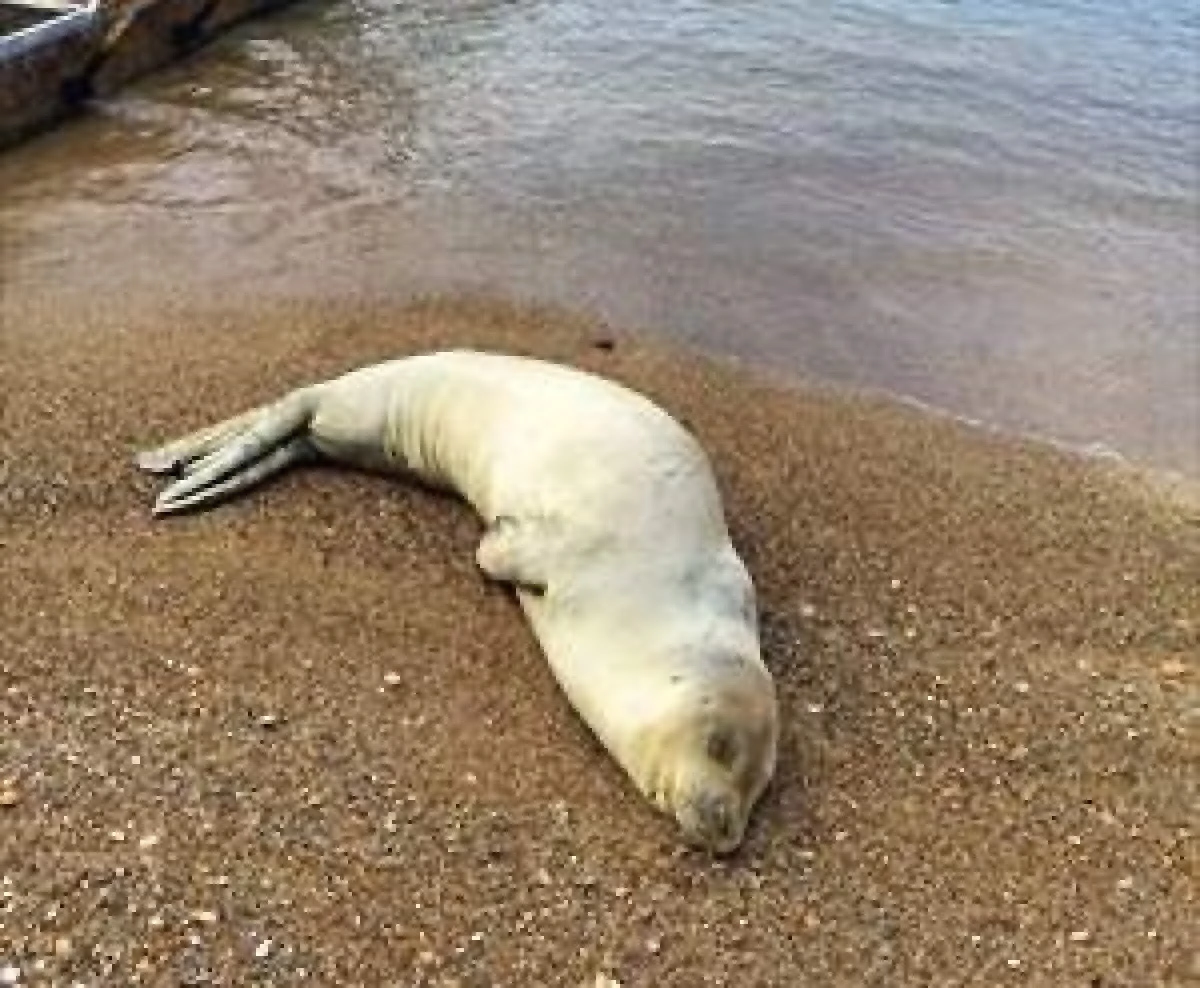 Plajlarda G&ouml;r&uuml;lmeye Başlanan Akdeniz Foklarının "Dinlenmelerine İzin Verin" Uyarısı