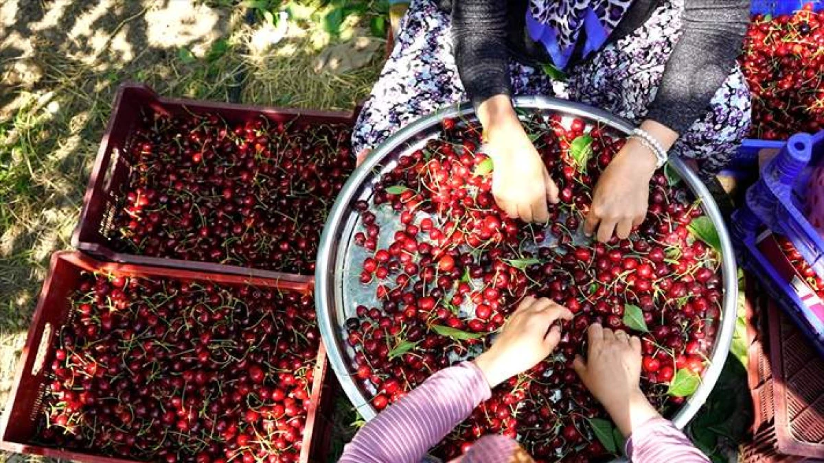 Uluborlu Kirazı Dalından D&uuml;nyaya Uzanıyor