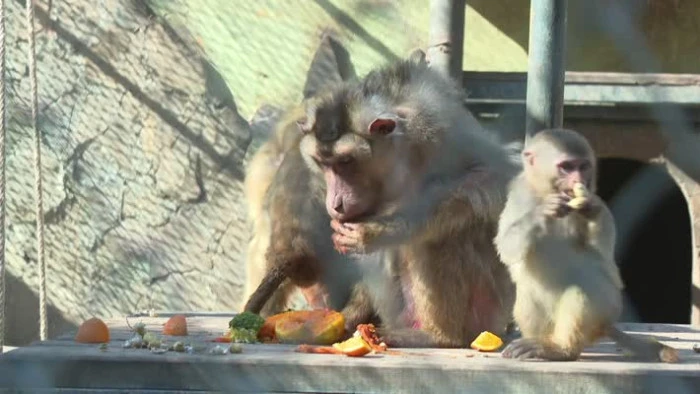Uyuşturucu Ş&uuml;phelilerinin Elinden Kurtarılan Maymun Yavrusu, "Yetimler Barınağı"na Yerleştirildi